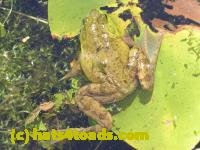 /home//u458753944/public_html/sourcegallery///////////////////////Frogs/More bullfrogs/DSCN5480.JPG